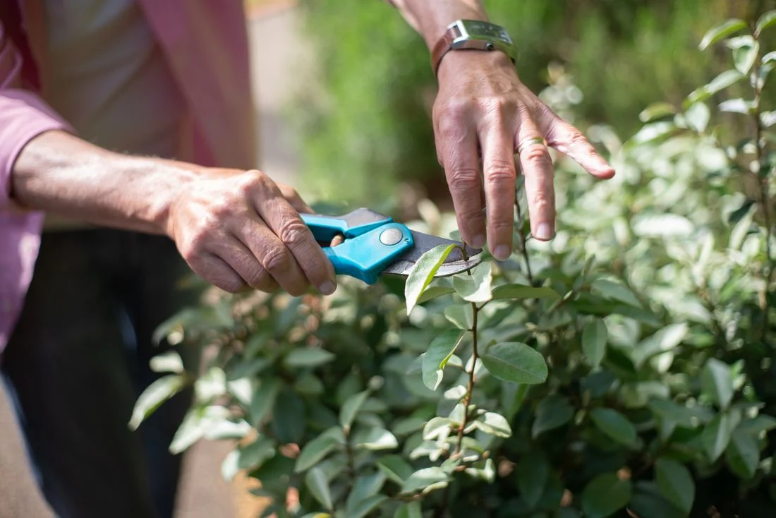 Hands using secateurs to carefully prune a leafy garden shrub