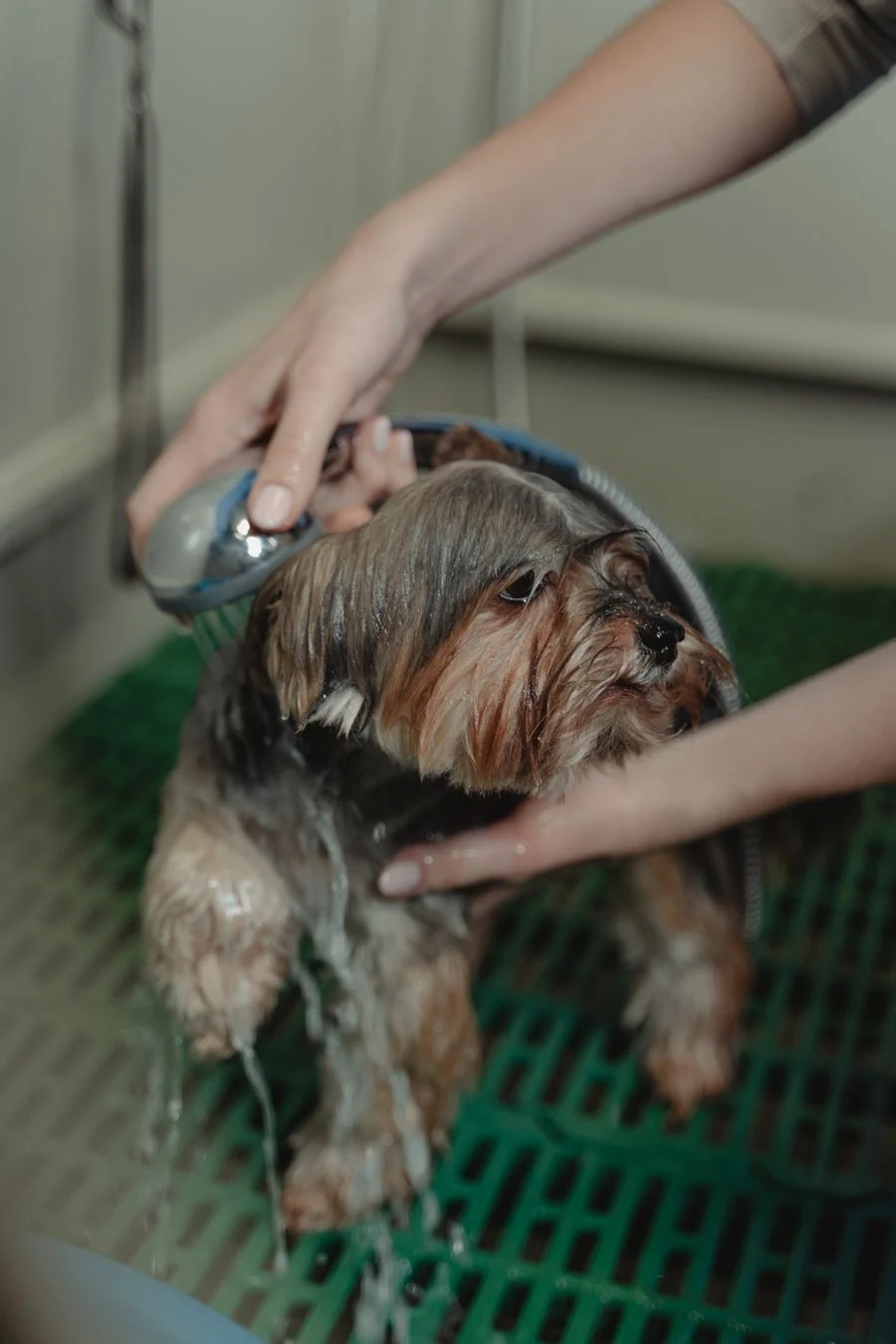 A small dog being gently supported by a groomer's hand while its coat is rinsed