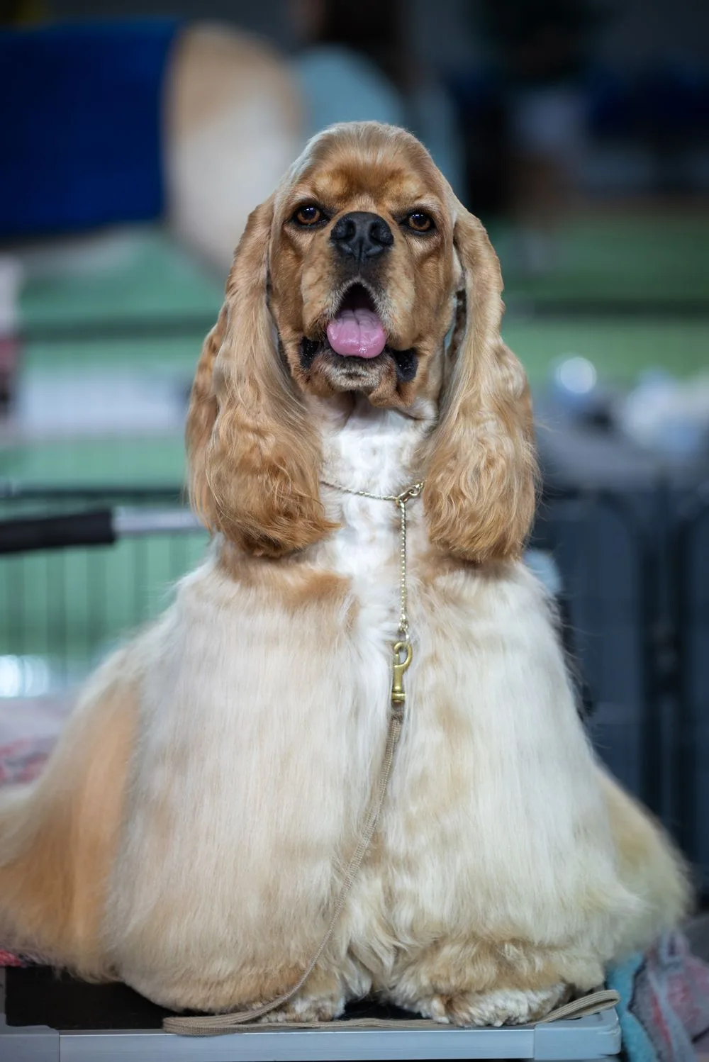 Golden spaniel with silky ears and a neatly shaped coat, looking towards the camera